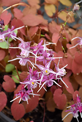 Purple Pixie Bishop's Hat (Epimedium grandiflorum 'Purple Pixie') at Lakeshore Garden Centres