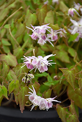 Merlin Barrenwort (Epimedium x youngianum 'Merlin') at Lakeshore Garden Centres