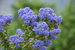 Dark Star California Lilac (Ceanothus 'Dark Star') at Lakeshore Garden Centres