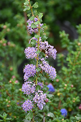 Hollyleaf Ceanothus (Ceanothus purpureus) at Lakeshore Garden Centres