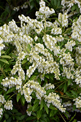 Karenoma Pieris (Pieris 'Karenoma') at Lakeshore Garden Centres