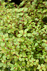 Newport Dwarf Escallonia (Escallonia 'Newport Dwarf') at Lakeshore Garden Centres