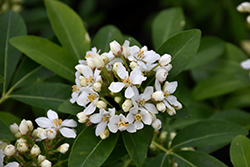 Mexican Mock Orange (Choisya ternata) at Lakeshore Garden Centres