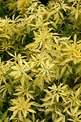 Goldfinger Mexican Mock Orange (Choisya ternata 'Goldfinger') at Lakeshore Garden Centres