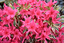 Bollywood Azalea (Rhododendron 'Farrow') at Lakeshore Garden Centres