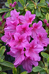 Bloom-A-Thon Lavender Azalea (Rhododendron 'RLH1-4P19') at Lakeshore Garden Centres