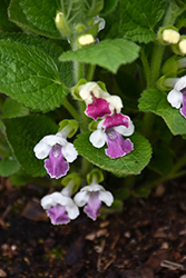 Royal Velvet Distinction Bastard Balm (Melittis melissophyllum 'Royal Velvet Distinction') at Lakeshore Garden Centres
