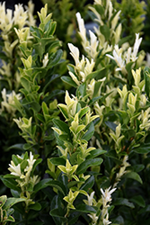 Paloma Blanca Euonymus (Euonymus japonicus 'Lankveld03') at Lakeshore Garden Centres