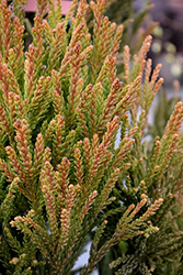 Rein's Dense Jade Japanese Cedar (Cryptomeria japonica 'Rein's Dense Jade') at Lakeshore Garden Centres