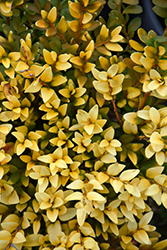 King Midas Boxwood (Buxus sempervirens 'King Midas') at Lakeshore Garden Centres