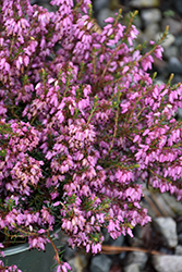 Alice Heath (Erica x darleyensis 'Alice') at Lakeshore Garden Centres
