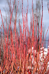 Pacific Fire Vine Maple (Acer circinatum 'Pacific Fire') at Lakeshore Garden Centres