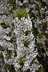 Umineko Flowering Cherry (Prunus 'Umineko') at Lakeshore Garden Centres