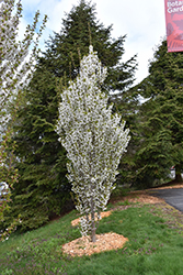 Umineko Flowering Cherry (Prunus 'Umineko') at Lakeshore Garden Centres