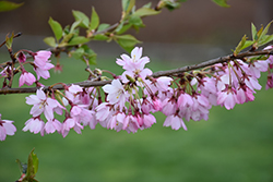Whitcomb Higan Cherry (Prunus subhirtella 'Whitcomb') at Lakeshore Garden Centres