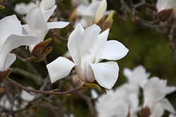 Cylindrical Magnolia (Magnolia cylindrica) at Lakeshore Garden Centres