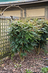 Charity Grape Holly (Mahonia x media 'Charity') at Lakeshore Garden Centres