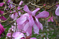 Eric Savill Sprenger's Magnolia (Magnolia sprengeri 'Eric Savill') at Lakeshore Garden Centres