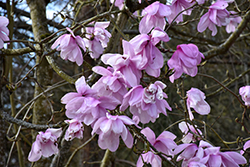 Sargent's Magnolia (Magnolia sargentiana) at Lakeshore Garden Centres