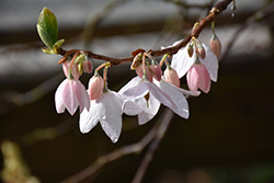 Chinese Parasol Tree (Melliodendron xylocarpum) at Lakeshore Garden Centres