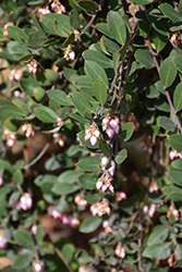Hybrid Manzanita (Arctostaphylos x media) at Lakeshore Garden Centres