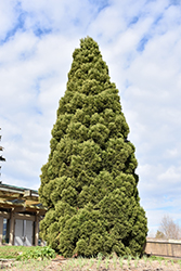 Japanese Cedar (Cryptomeria japonica) at Lakeshore Garden Centres