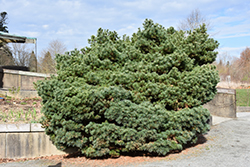 Blue Shag White Pine (Pinus strobus 'Blue Shag') at Golden Acre Home & Garden