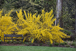 Lynwood Gold Forsythia (Forsythia x intermedia 'Lynwood Gold') at Lakeshore Garden Centres