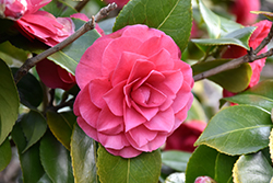 Lavinia Maggi Camellia (Camellia japonica 'Lavinia Maggi') at Lakeshore Garden Centres