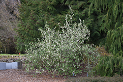 White Icicles Winter Currant (Ribes sanguineum 'White Icicles') at Lakeshore Garden Centres