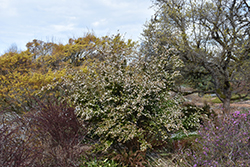 Lutchuensis Camellia (Camellia lutchuensis) at Lakeshore Garden Centres