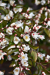 Lutchuensis Camellia (Camellia lutchuensis) at Lakeshore Garden Centres
