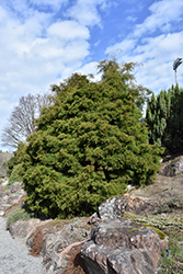 Coralliformis Dwarf Hinoki Falsecypress (Chamaecyparis obtusa 'Coralliformis') at Lakeshore Garden Centres
