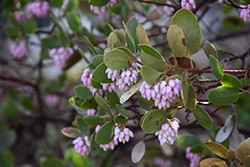 Common Manzanita (Arctostaphylos manzanita) at Lakeshore Garden Centres