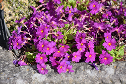 Julia's Primrose (Primula juliae) at Lakeshore Garden Centres