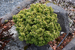 Minuta Hemlock (Tsuga canadensis 'Minuta') at Lakeshore Garden Centres