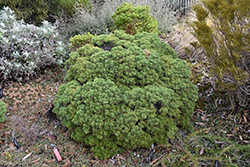 Boughton Dome Cypress Hebe (Hebe cupressoides 'Boughton Dome') at Lakeshore Garden Centres