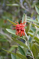 Royal Grevillea (Grevillea victoriae) at Lakeshore Garden Centres