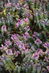 Silver Dollar Hebe (Hebe 'Silver Dollar') at Lakeshore Garden Centres