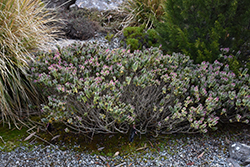 Silver Dollar Hebe (Hebe 'Silver Dollar') at Lakeshore Garden Centres
