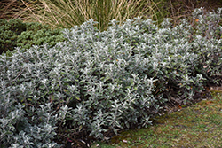 Daisy Bush (Brachyglottis greyi) at Lakeshore Garden Centres