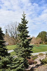 Blue Mountain Hemlock (Tsuga mertensiana 'Glauca') at Lakeshore Garden Centres