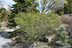 Arctic Birch (Betula nana) at Lakeshore Garden Centres