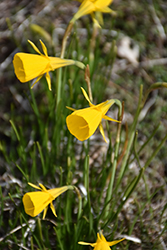 Petticoat Daffodil (Narcissus bulbocodium) at Lakeshore Garden Centres