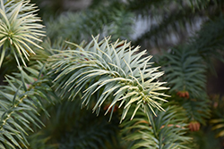 Blue China Fir (Cunninghamia lanceolata 'Glauca') at Lakeshore Garden Centres