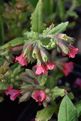 Redstart Lungwort (Pulmonaria rubra 'Redstart') at Lakeshore Garden Centres