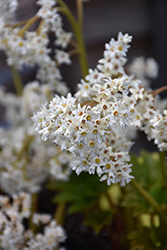 Mukdenia (Mukdenia rossii) at Lakeshore Garden Centres