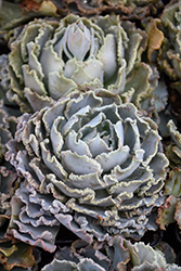 Mexican Hens (Echeveria shaviana) at Lakeshore Garden Centres