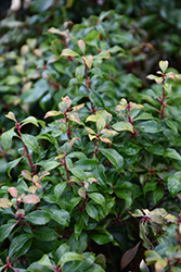 Bisbee Dwarf Japanese Pieris (Pieris japonica 'Bisbee Dwarf') at Lakeshore Garden Centres