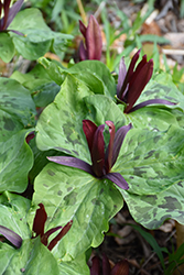 Giant Wake Robin (Trillium chloropetalum var. giganteum) at Lakeshore Garden Centres